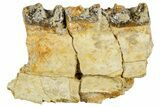 Fossil Running Rhino (Hyracodon) Jaw Section - South Dakota #364451-1